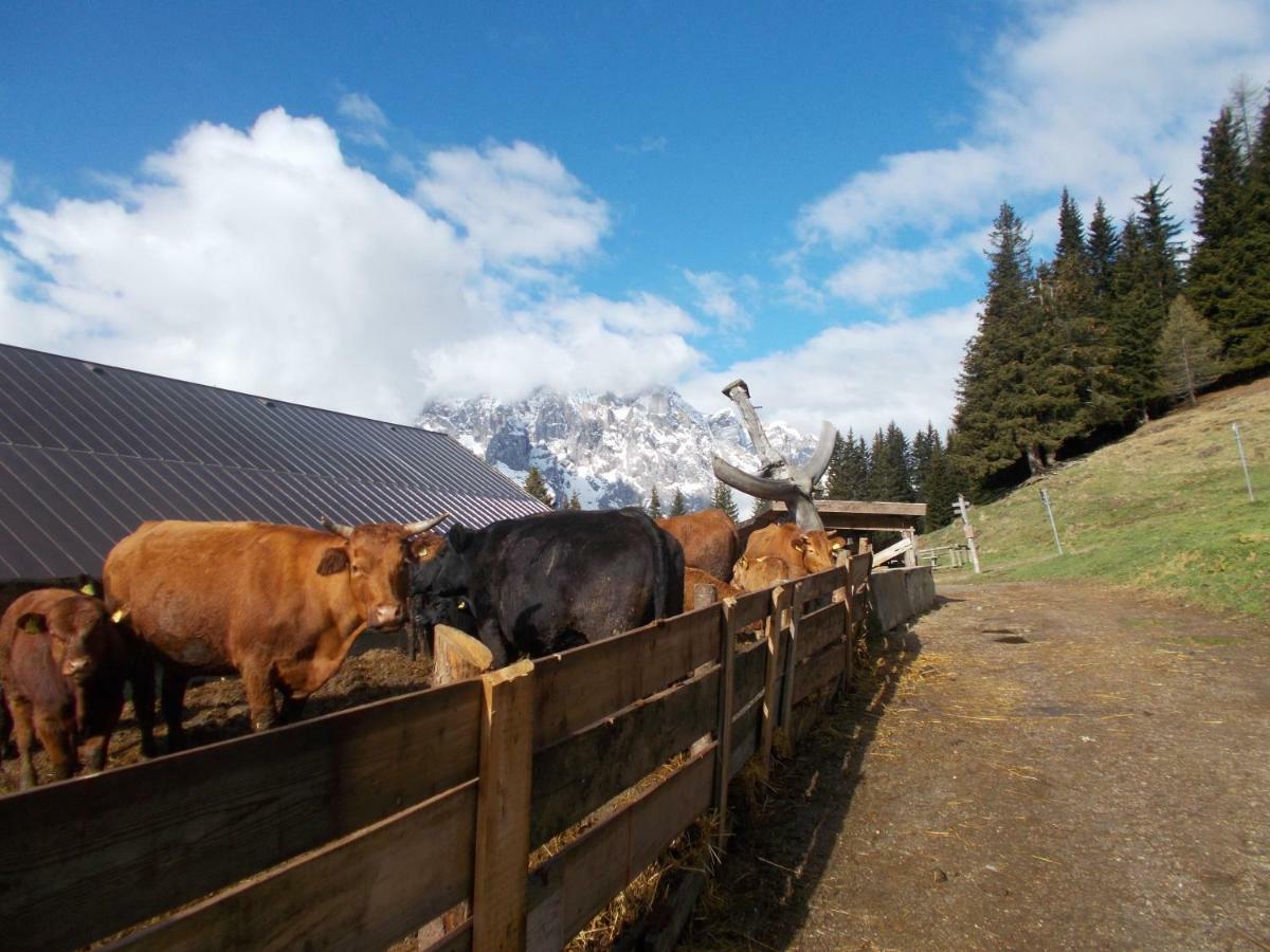 Balcone Sulle Dolomiti Appartement Comèlico Superiore Buitenkant foto